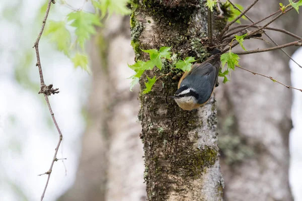 Red Pecho Nuthatch Nido Agujero Canadá —  Fotos de Stock