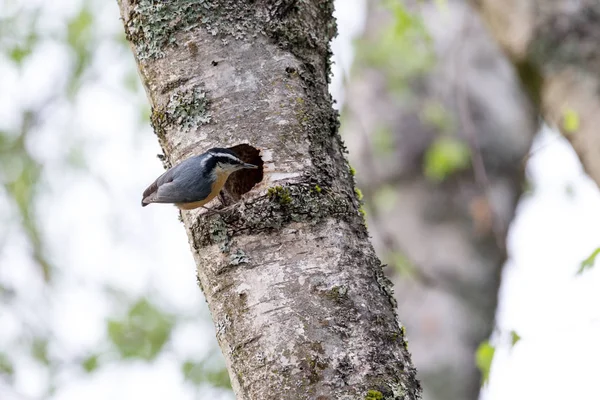 Красногрудый Ореховый Гнездо Британской Колумбии — стоковое фото