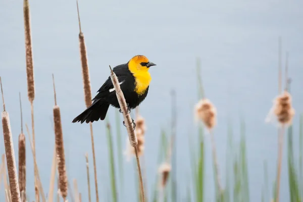 バンクーバーの黄色の頭の黒い鳥 Canada — ストック写真