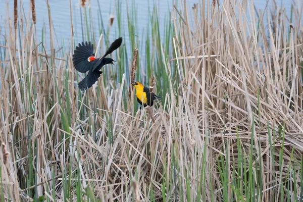 バンクーバー カナダでの領土争いを黄色頭ブラックバードと赤い翼クロウタドリ ストック写真