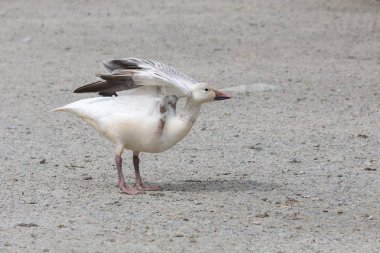 burnaby lake Park, Vancouver Bc Kanada beyaz kar kazı