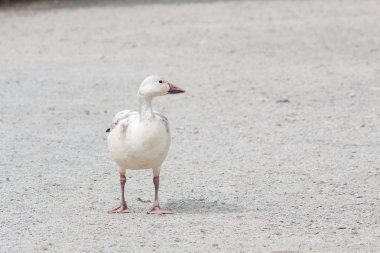 burnaby lake Park, Vancouver Bc Kanada beyaz kar kazı