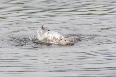 burnaby lake Park, Vancouver Bc Kanada beyaz kar kazı