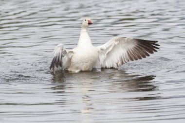 burnaby lake Park, Vancouver Bc Kanada beyaz kar kazı