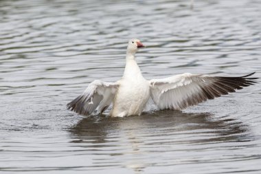 burnaby lake Park, Vancouver Bc Kanada beyaz kar kazı