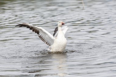burnaby lake Park, Vancouver Bc Kanada beyaz kar kazı