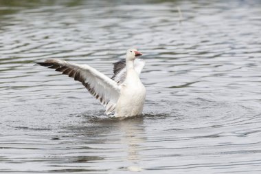 burnaby lake Park, Vancouver Bc Kanada beyaz kar kazı