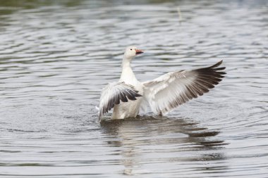 burnaby lake Park, Vancouver Bc Kanada beyaz kar kazı