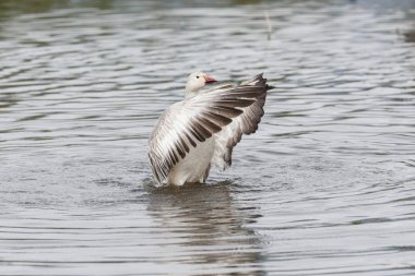 burnaby lake Park, Vancouver Bc Kanada beyaz kar kazı