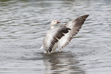 burnaby lake Park, Vancouver Bc Kanada beyaz kar kazı