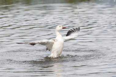 burnaby lake Park, Vancouver Bc Kanada beyaz kar kazı