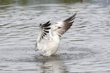burnaby lake Park, Vancouver Bc Kanada beyaz kar kazı