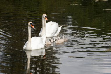 Mute swan bebek Ambleside Park, Vancouver Bc Kanada