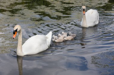 Mute swan bebek Ambleside Park, Vancouver Bc Kanada
