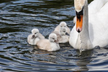 Mute swan bebek Ambleside Park, Vancouver Bc Kanada