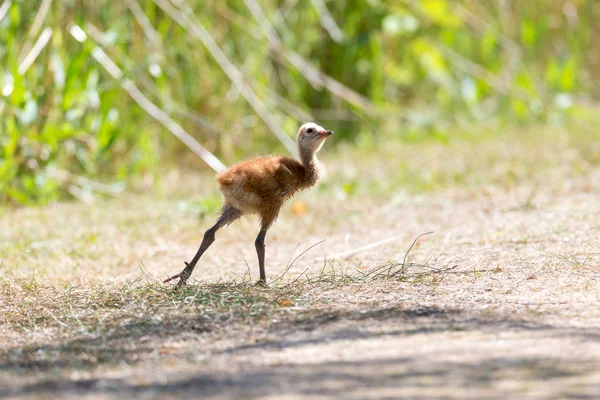 Days Sandhill Crane Baby Reifel Bird Sanctuary Vancouver Canada — Stock Photo, Image