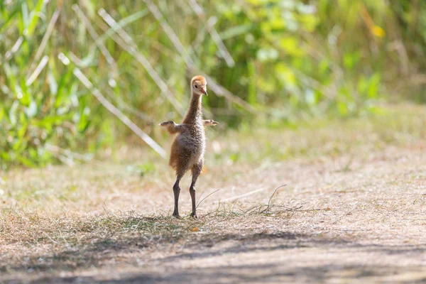 Tage Sandberg Kranich Baby Vogelschutzgebiet Reifel Vancouver Kanada — Stockfoto