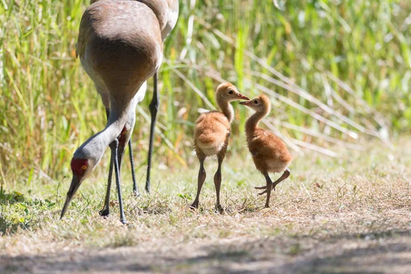 Días Bebé Grúa Arenisca Reifel Bird Sanctuary Vancouver Canadá — Foto de Stock