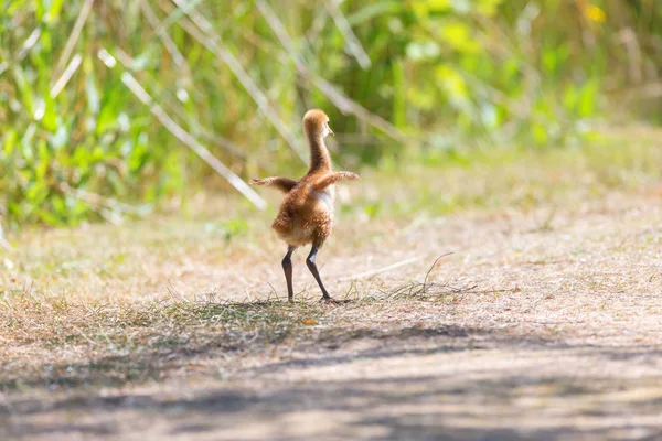 Dagar Sandhill Crane Baby Reifel Bird Sanctuary Vancouver Kanada — Stockfoto