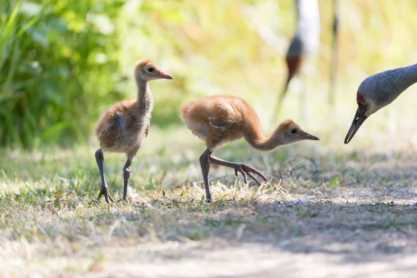 Gün Sandhill Crane Bebeğe Reifel Kuş Sanctuary Vancouver Kanada — Stok fotoğraf