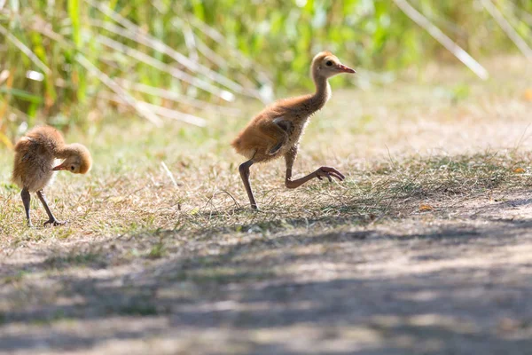 Days Sandhill Crane Baby Reifel Bird Sanctuary Vancouver Canada — Stock Photo, Image