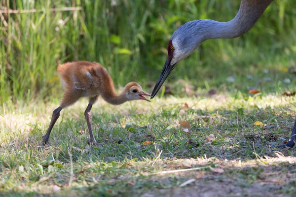 Reifel 鳥類保護区 バンクーバー カナダで 日カナダヅル赤ちゃん — ストック写真