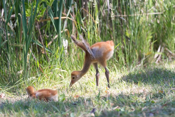 Und Tage Sandhill Kranich Baby Reifel Vogelschutzgebiet Vancouver Canada — Stockfoto