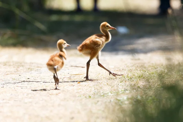 Days Sandhill Crane Baby Reifel Bird Sanctuary Vancouver Canada — Stock Photo, Image