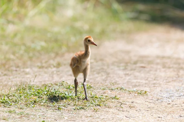 Gün Sandhill Crane Bebeğe Reifel Kuş Sanctuary Vancouver Kanada — Stok fotoğraf