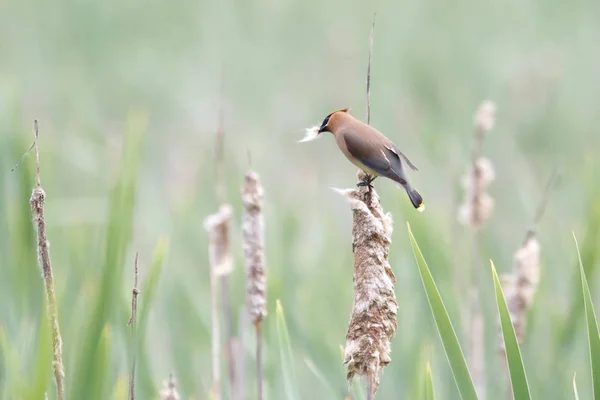 Κέδρος Waxwing Cattail Βανκούβερ Του Καναδά — Φωτογραφία Αρχείου