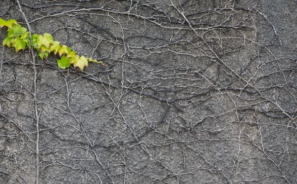 Pared Cubierta Hiedra Para Uso Fondos Textura — Foto de Stock