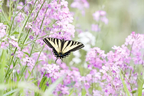 Papillon Hirondelle Tigrée Ouest Vancouver Canada — Photo