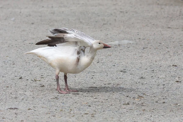 burnaby lake Park, Vancouver Bc Kanada beyaz kar kazı