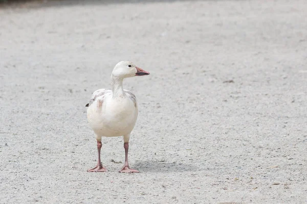 burnaby lake Park, Vancouver Bc Kanada beyaz kar kazı