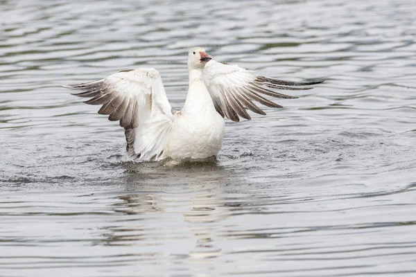 White Snow Goose Burnaby Lake Park Vancouver Canada — Stock Photo, Image