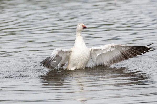 burnaby lake Park, Vancouver Bc Kanada beyaz kar kazı