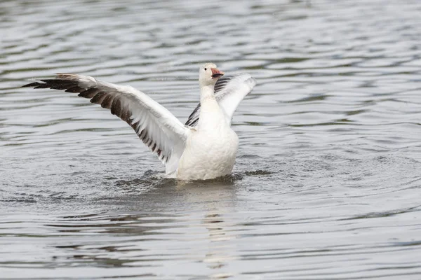 Biały Śnieg Gęsi Burnaby Lake Park Vancouver Kanada — Zdjęcie stockowe