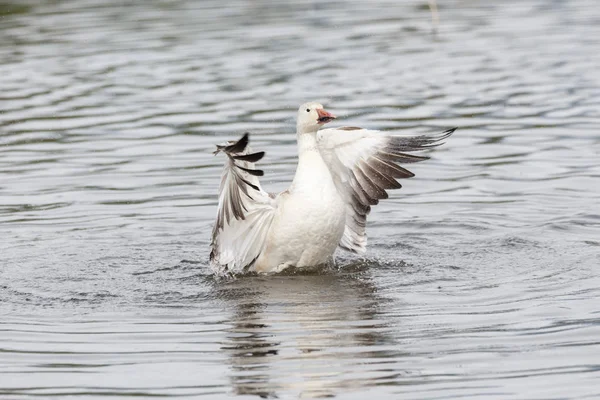 Oie Des Neiges Blanche Parc Burnaby Lake Vancouver Canada — Photo
