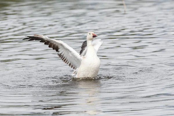 burnaby lake Park, Vancouver Bc Kanada beyaz kar kazı