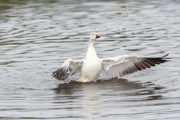 burnaby lake Park, Vancouver Bc Kanada beyaz kar kazı