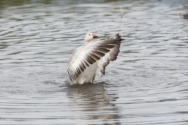 burnaby lake Park, Vancouver Bc Kanada beyaz kar kazı