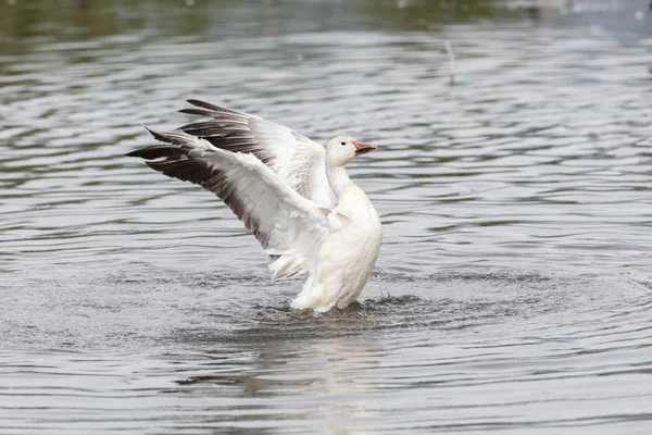 burnaby lake Park, Vancouver Bc Kanada beyaz kar kazı