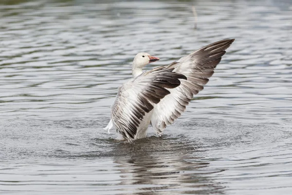 burnaby lake Park, Vancouver Bc Kanada beyaz kar kazı