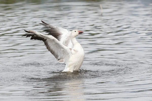 Ganso Blanco Parque Burnaby Lake Vancouver Canadá — Foto de Stock