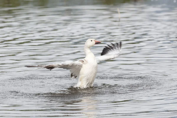 burnaby lake Park, Vancouver Bc Kanada beyaz kar kazı