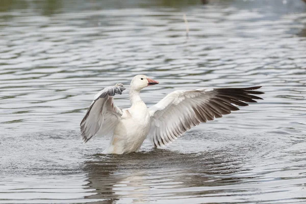 Biały Śnieg Gęsi Burnaby Lake Park Vancouver Kanada — Zdjęcie stockowe