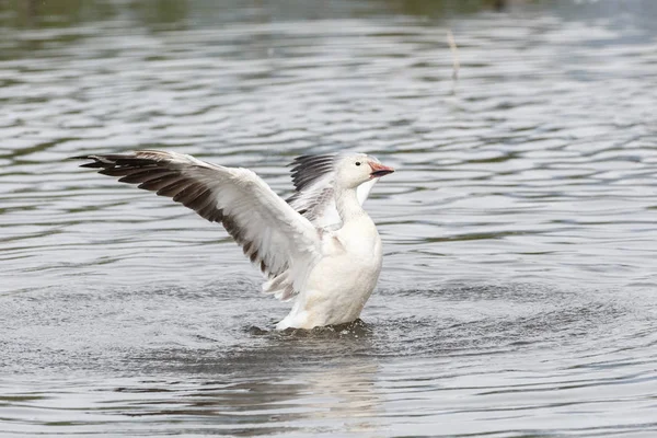 burnaby lake Park, Vancouver Bc Kanada beyaz kar kazı