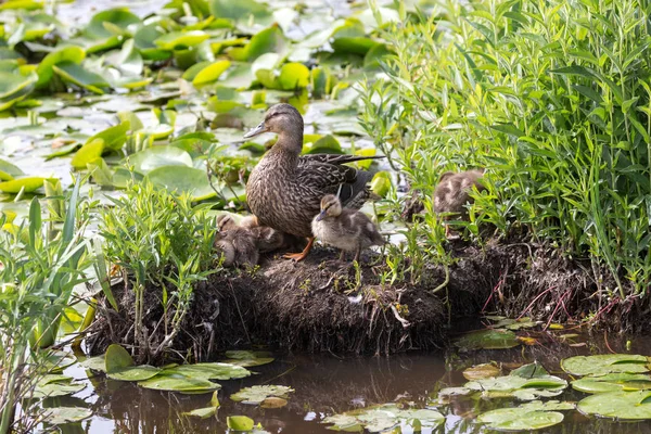 Mallard Fêmea Bebê Parque Lago Burnaby Vancouver Canadá — Fotografia de Stock