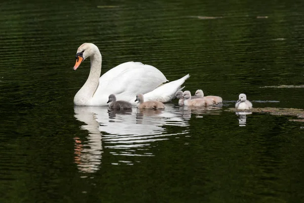Mute swan bebek Ambleside Park, Vancouver Bc Kanada