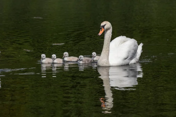 Mute swan bebek Ambleside Park, Vancouver Bc Kanada
